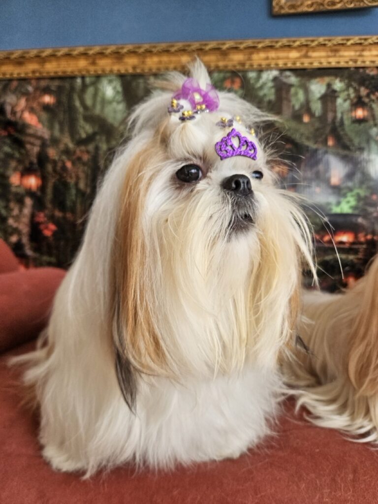 Amora Louise na Realeza Pets, foto 43