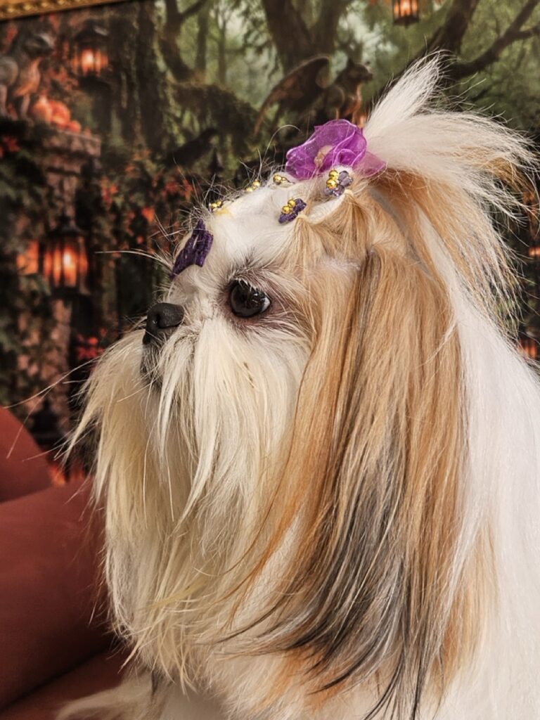 Amora Louise na Realeza Pets, foto 44