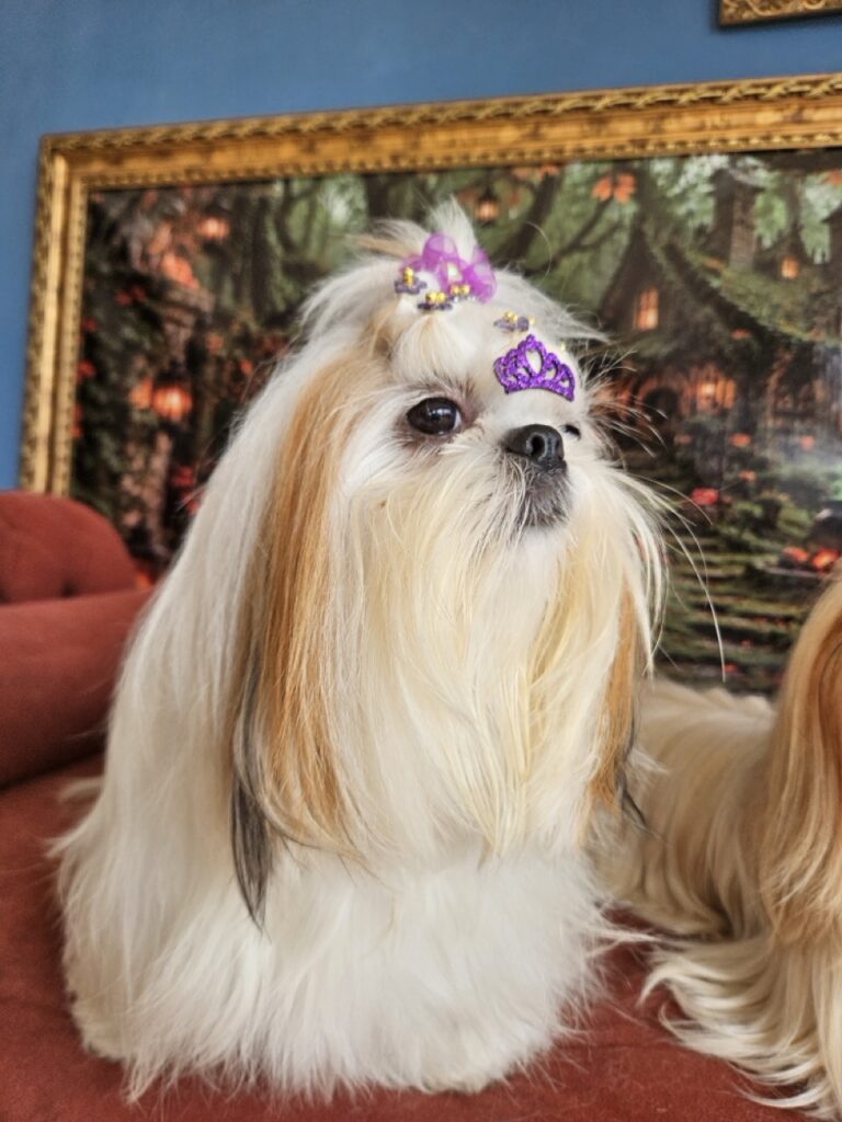 Amora Louise, Shih Tzu atendido na Realeza Pets