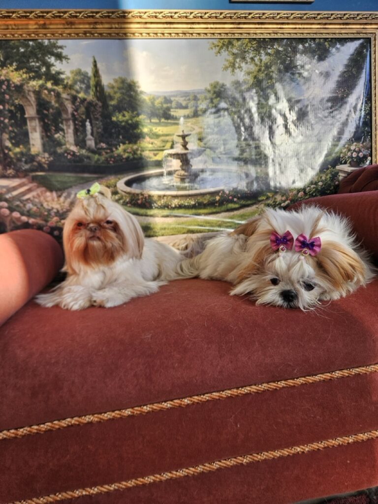 Amora Louise na Realeza Pets, foto 19