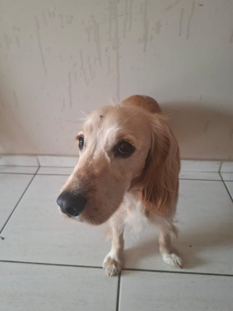 Margô, Cocker atendido na Realeza Pets