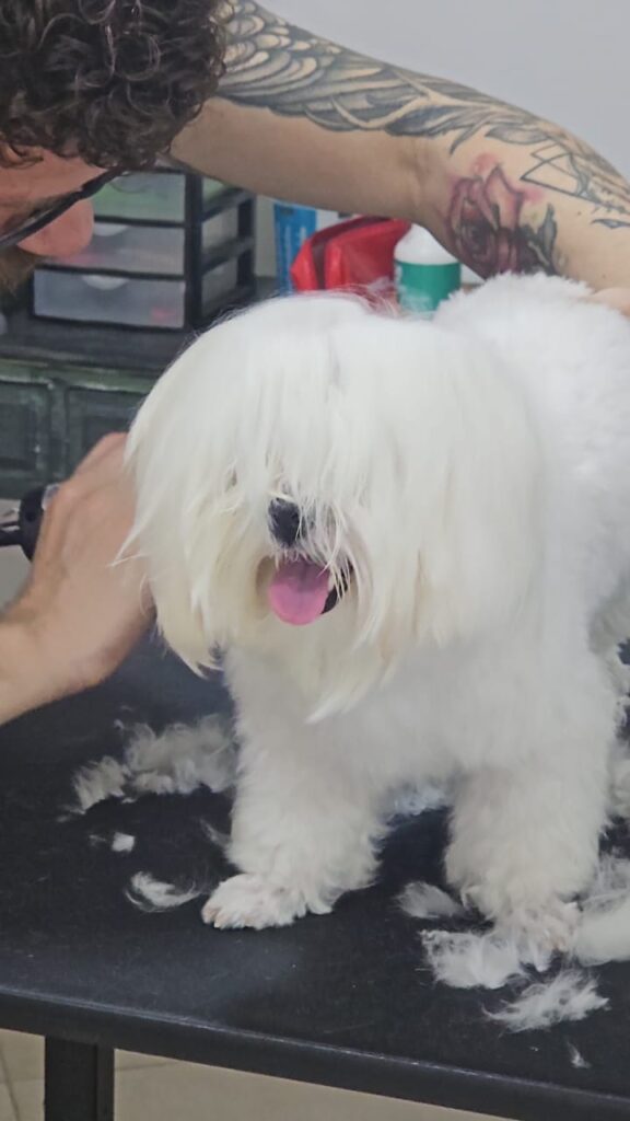 Foto de capa