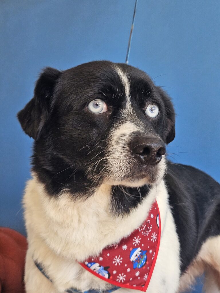 Tobias, SRD atendido na Realeza Pets