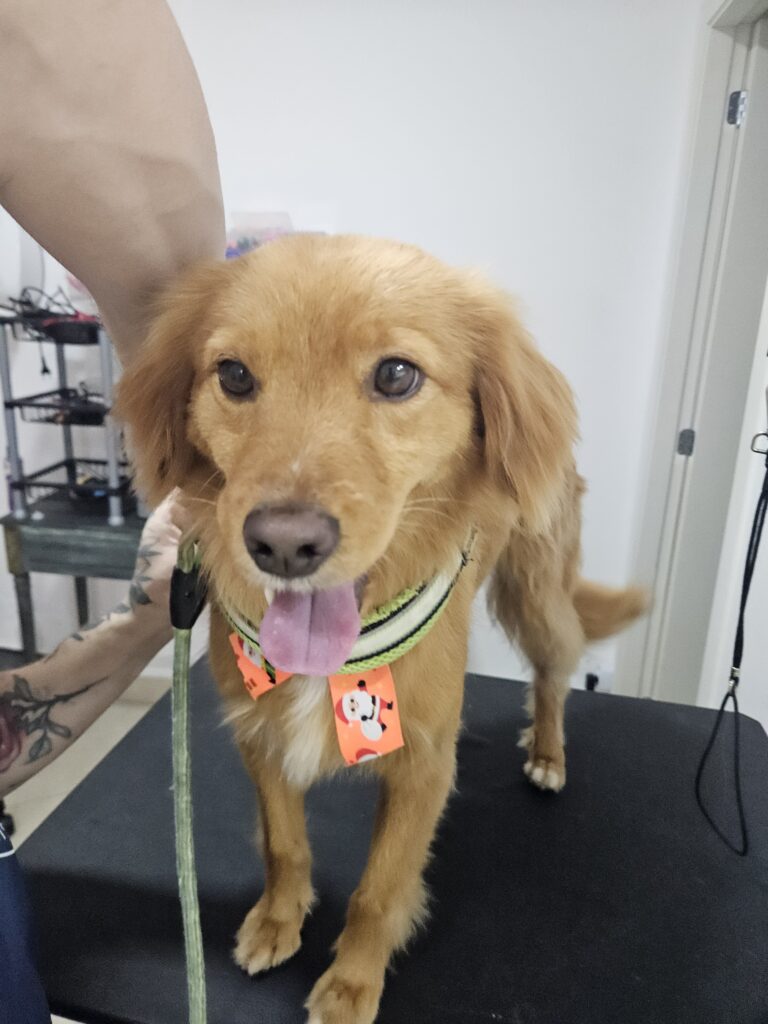 Apollo na Realeza Pets, foto 18