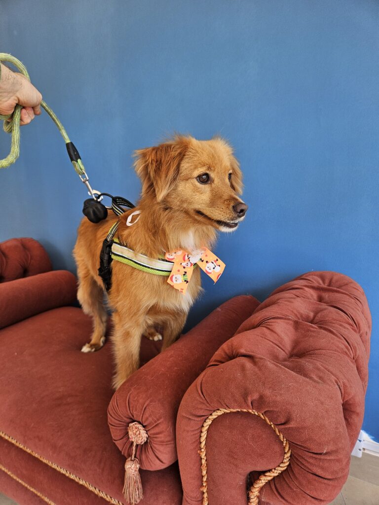 Apollo na Realeza Pets, foto 19