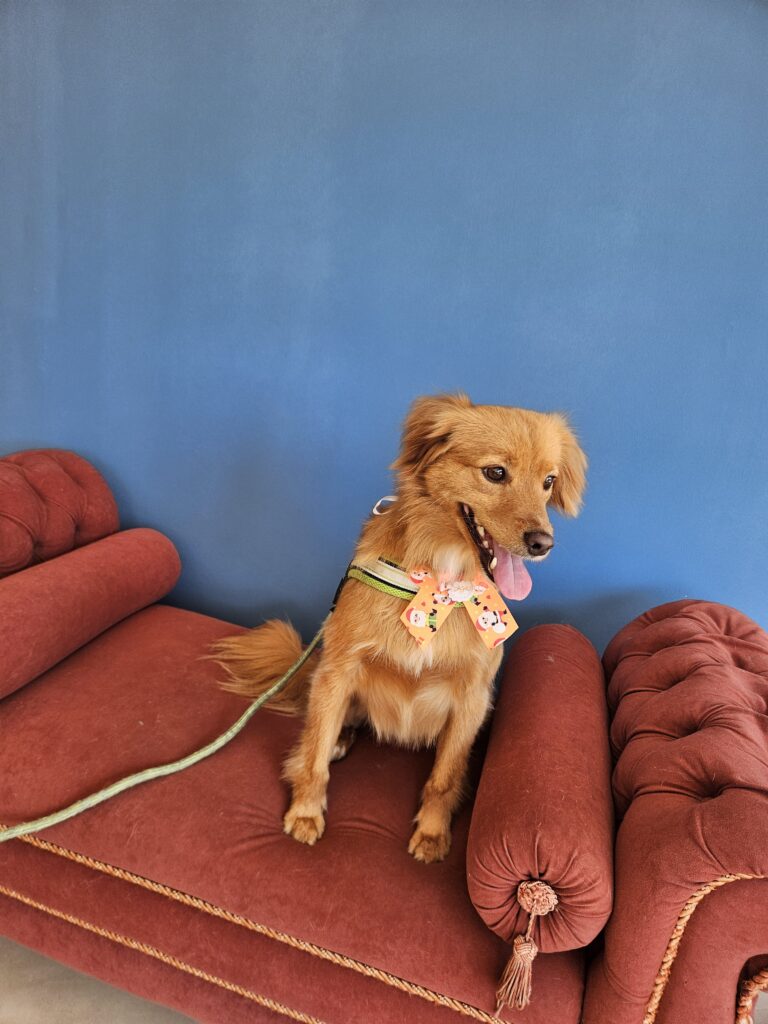 Apollo na Realeza Pets, foto 11