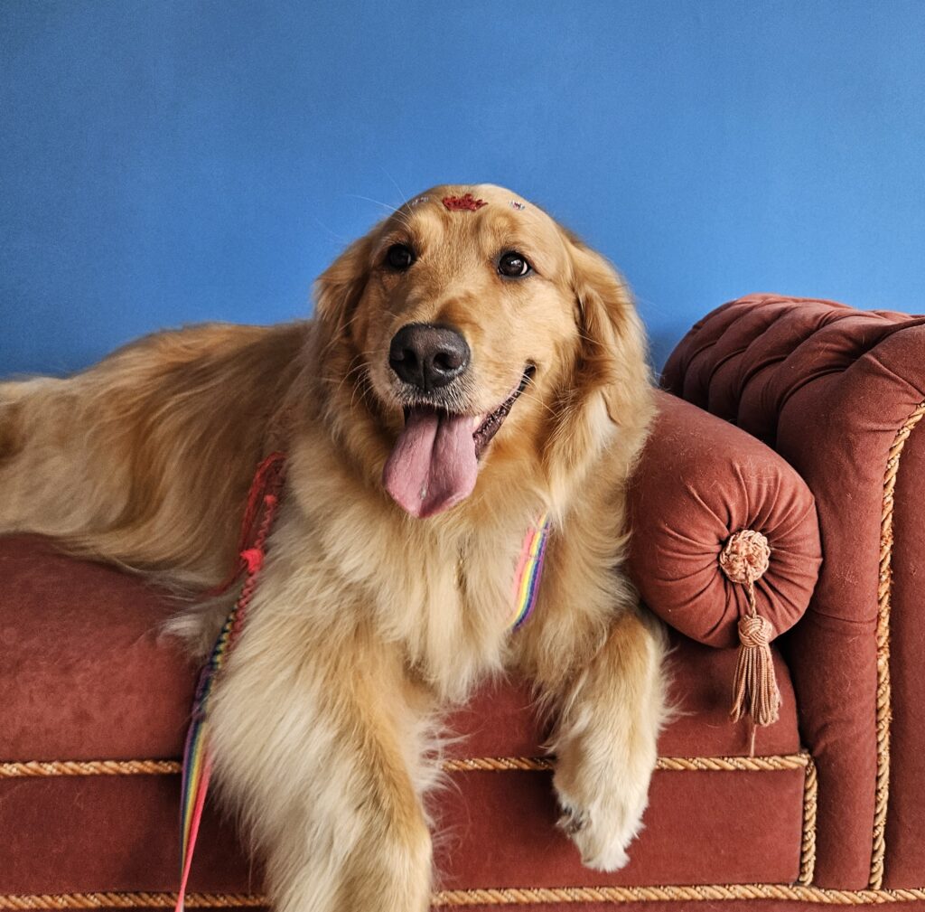 Zara, Golden Retriever atendido na Realeza Pets