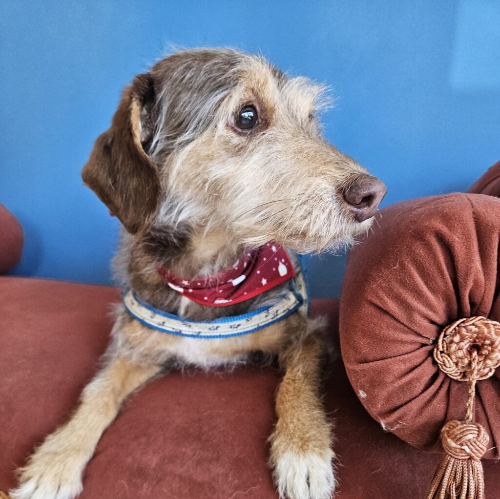 Bob na Realeza Pets, foto 5