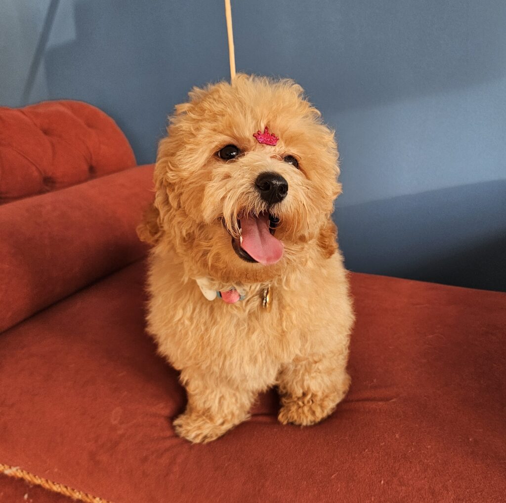 Ivy, Poodle atendido na Realeza Pets