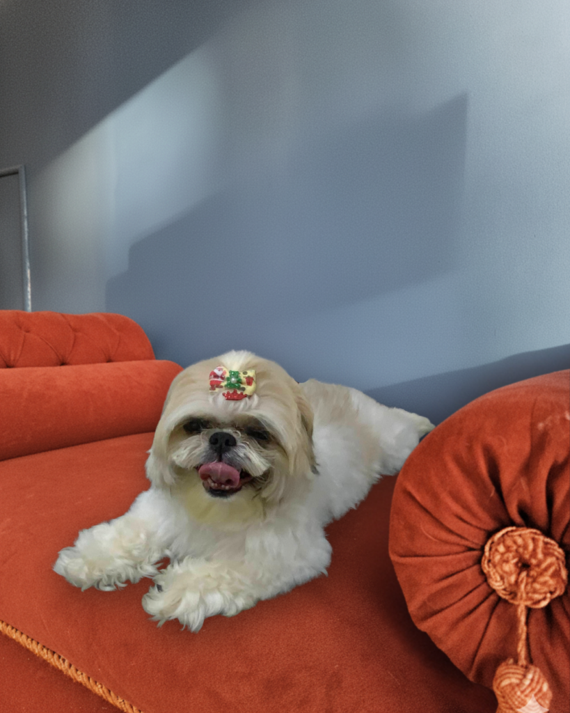 Fofura na Realeza Pets, foto 6