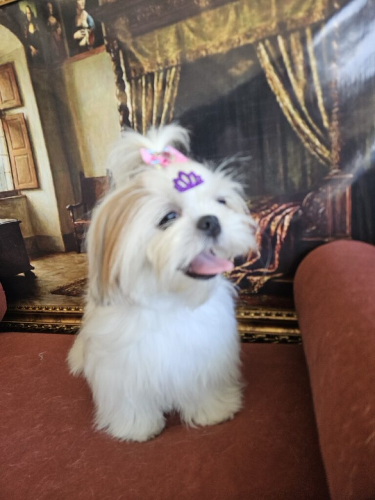Amora Louise na Realeza Pets, foto 14