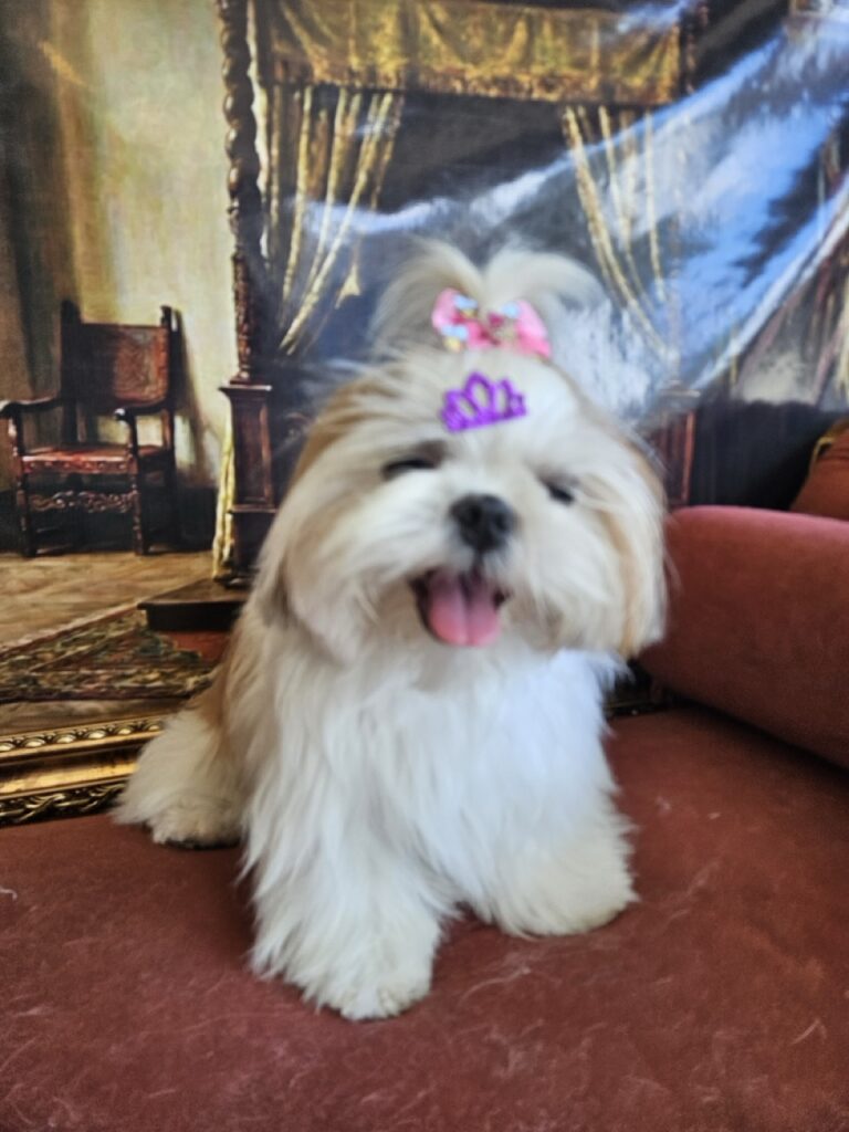 Amora Louise na Realeza Pets, foto 13
