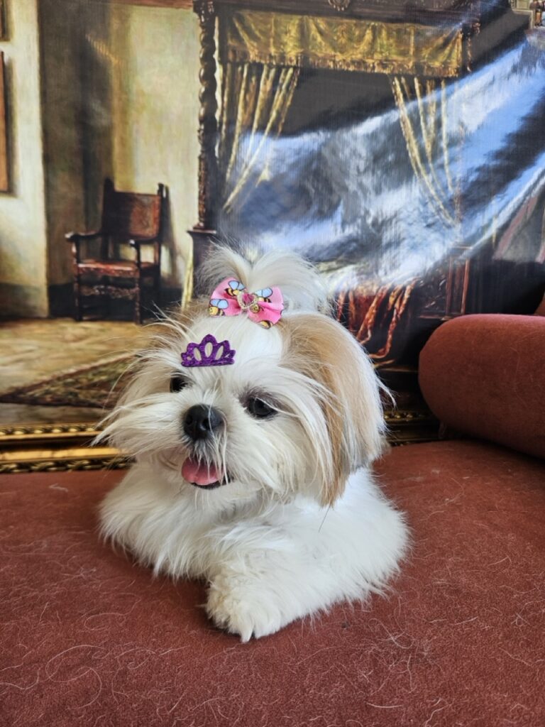 Amora Louise na Realeza Pets, foto 12