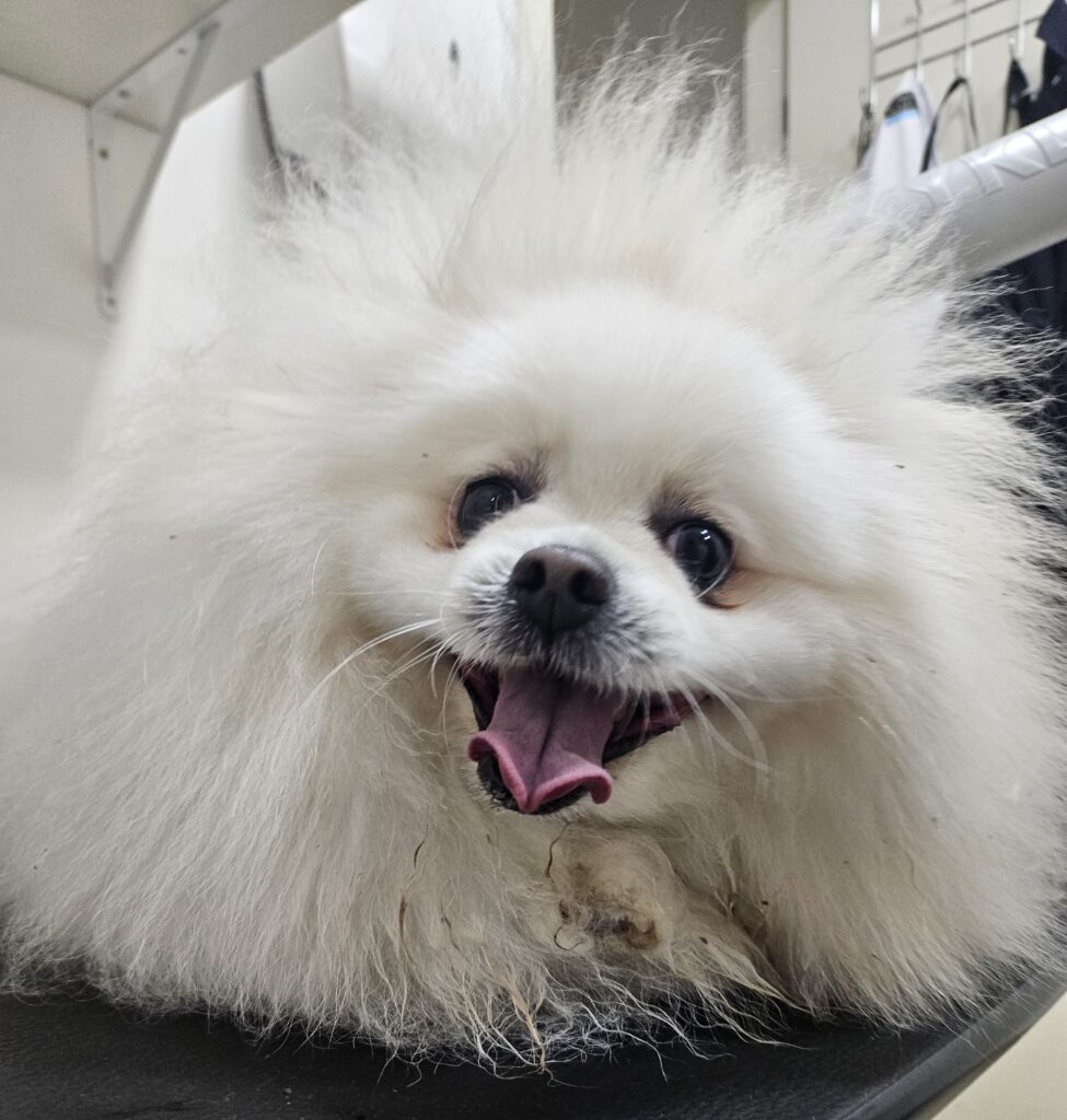Zara na Realeza Pets, foto 6