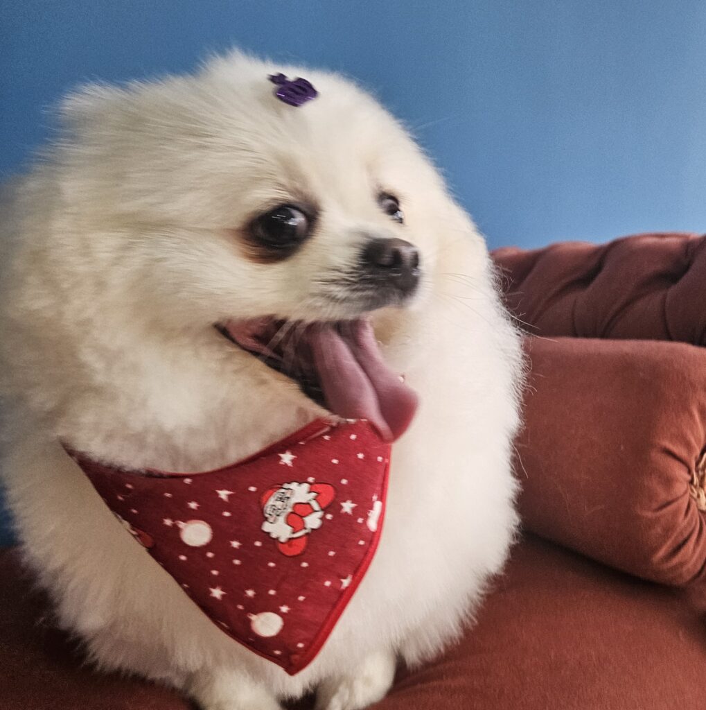 Zara na Realeza Pets, foto 5