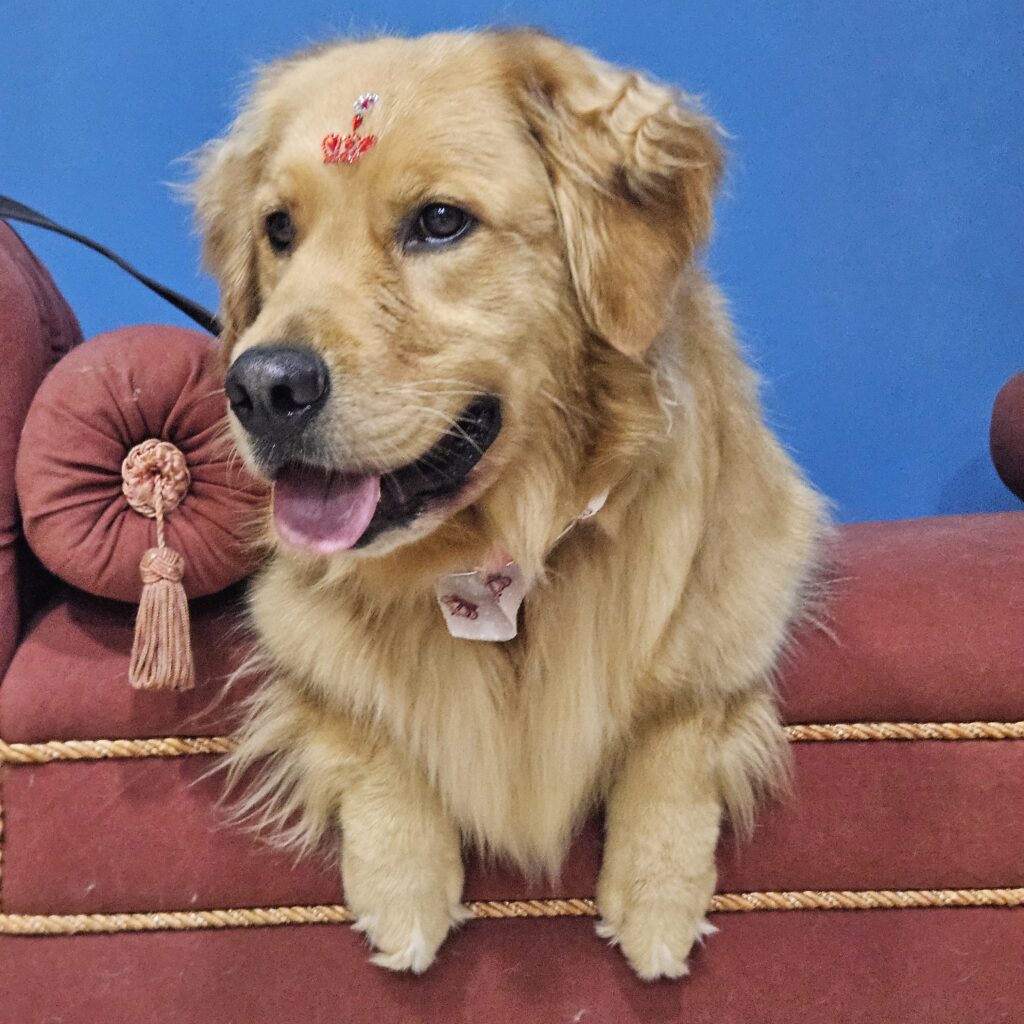 Nala, Golden Retriever atendido na Realeza Pets