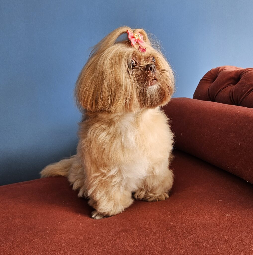 Ema, Shih Tzu atendido na Realeza Pets