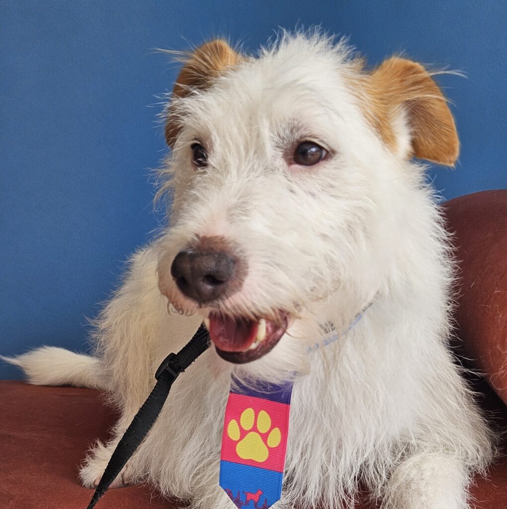 Luque, Jack Russell atendido na Realeza Pets