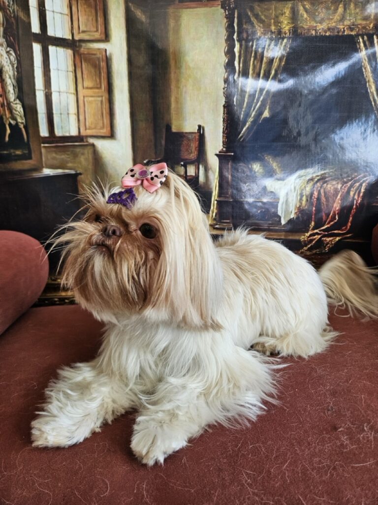 Aurora Catarina na Realeza Pets, foto 12