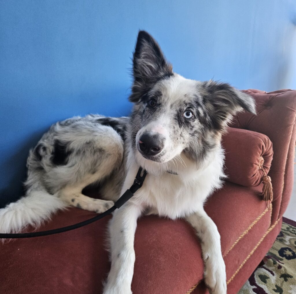 Chase, Border Collie atendido na Realeza Pets
