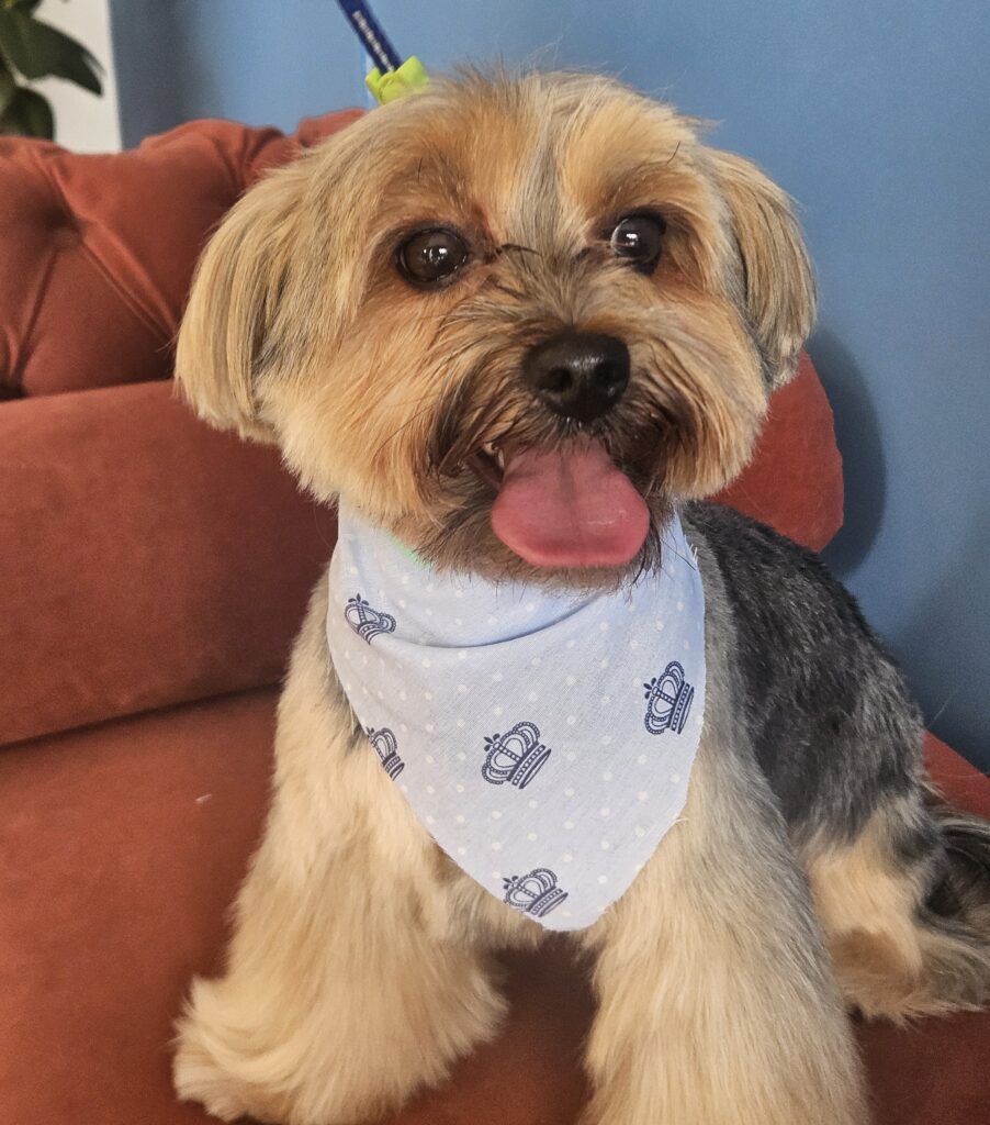 Fred na Realeza Pets, foto 6