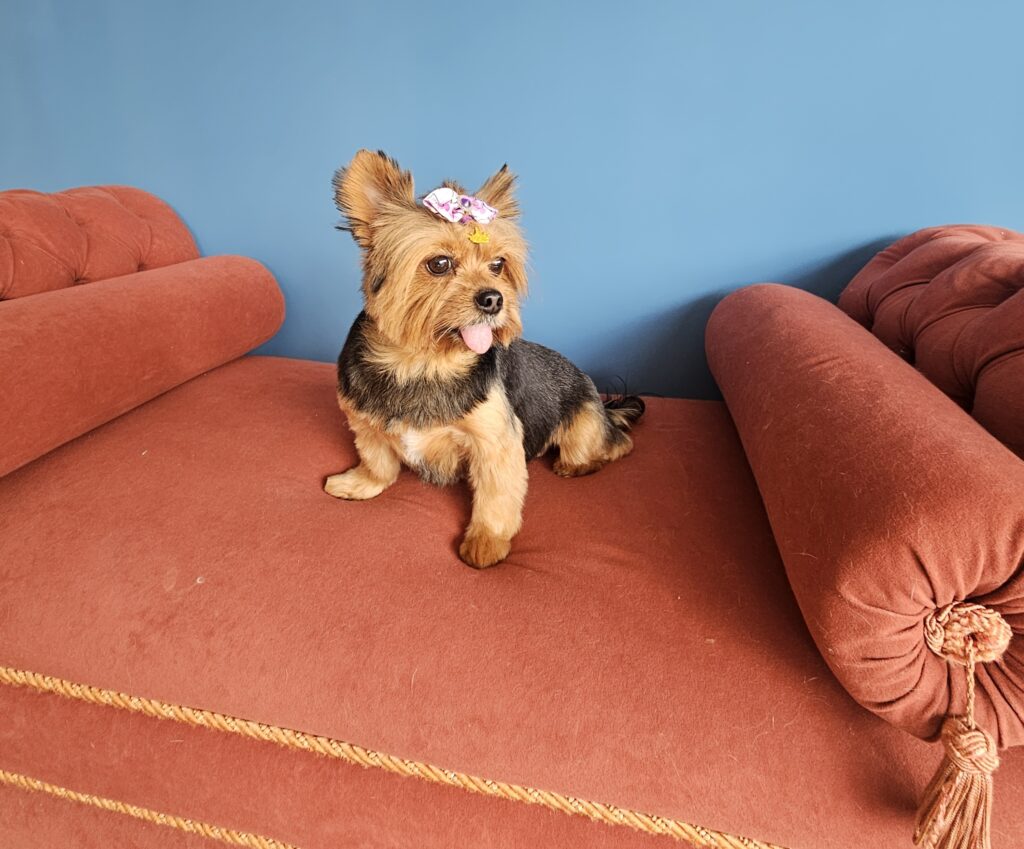 Malu na Realeza Pets, foto 5