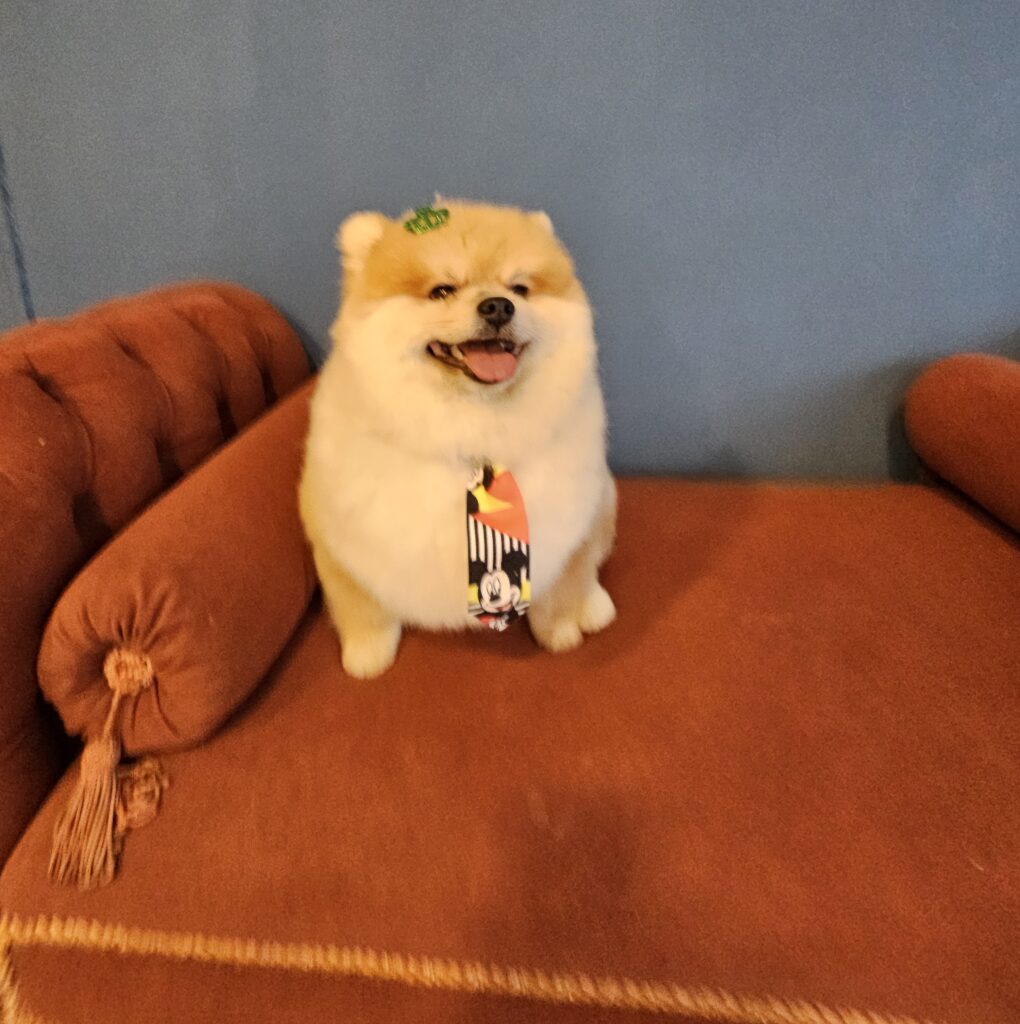 Kiko na Realeza Pets, foto 5
