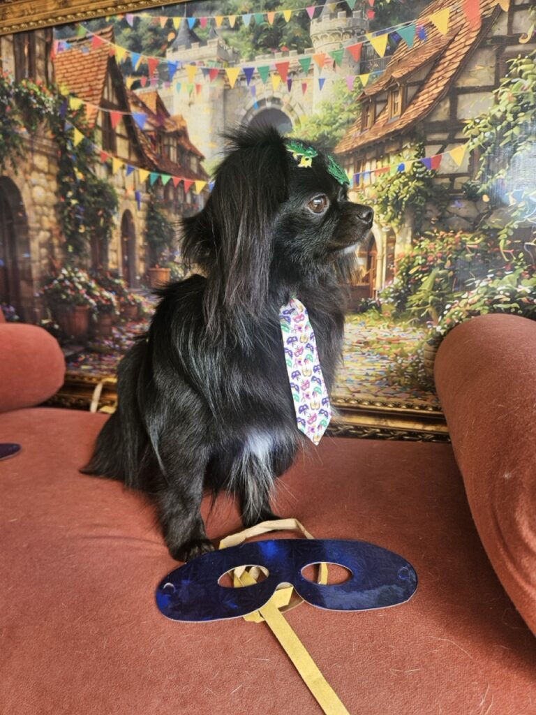 Black na Realeza Pets, foto 7