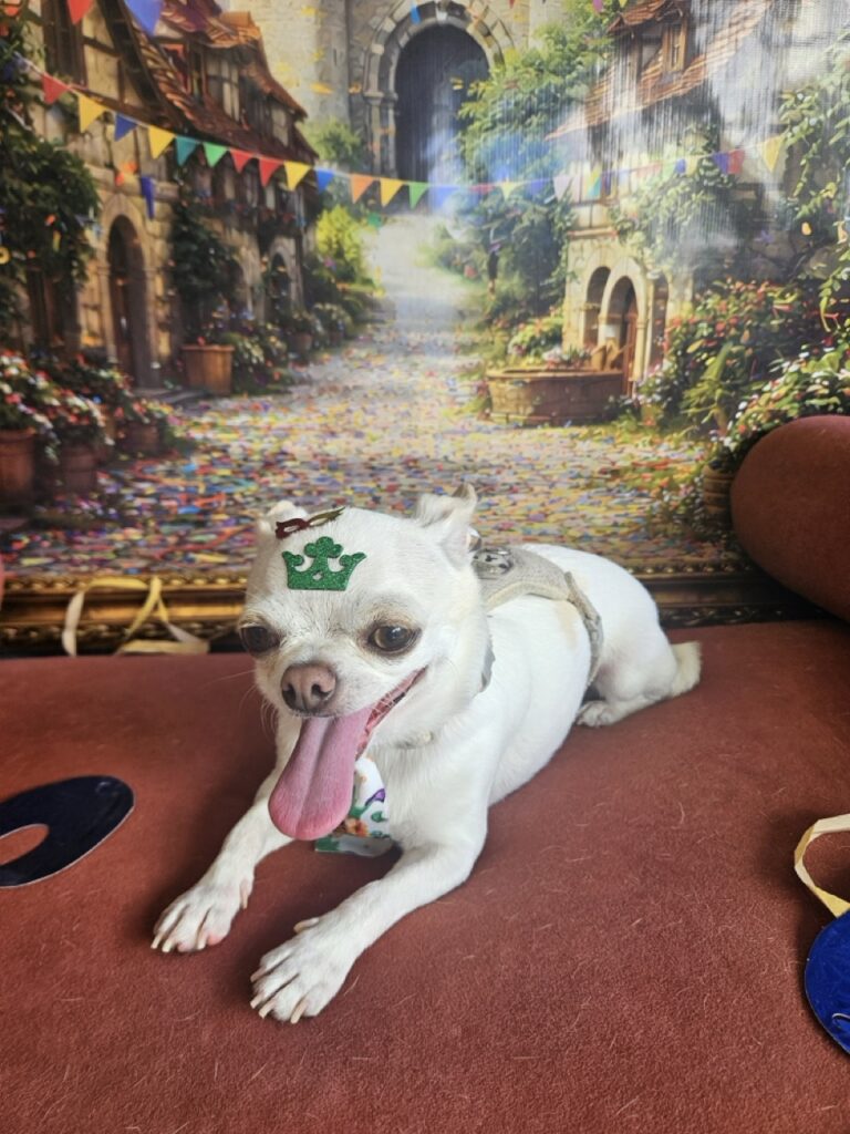 Fred na Realeza Pets, foto 6