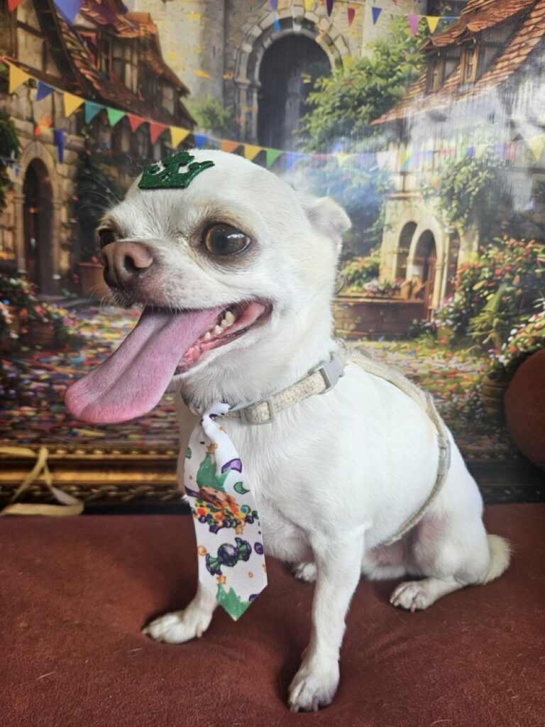 Fred na Realeza Pets, foto 5