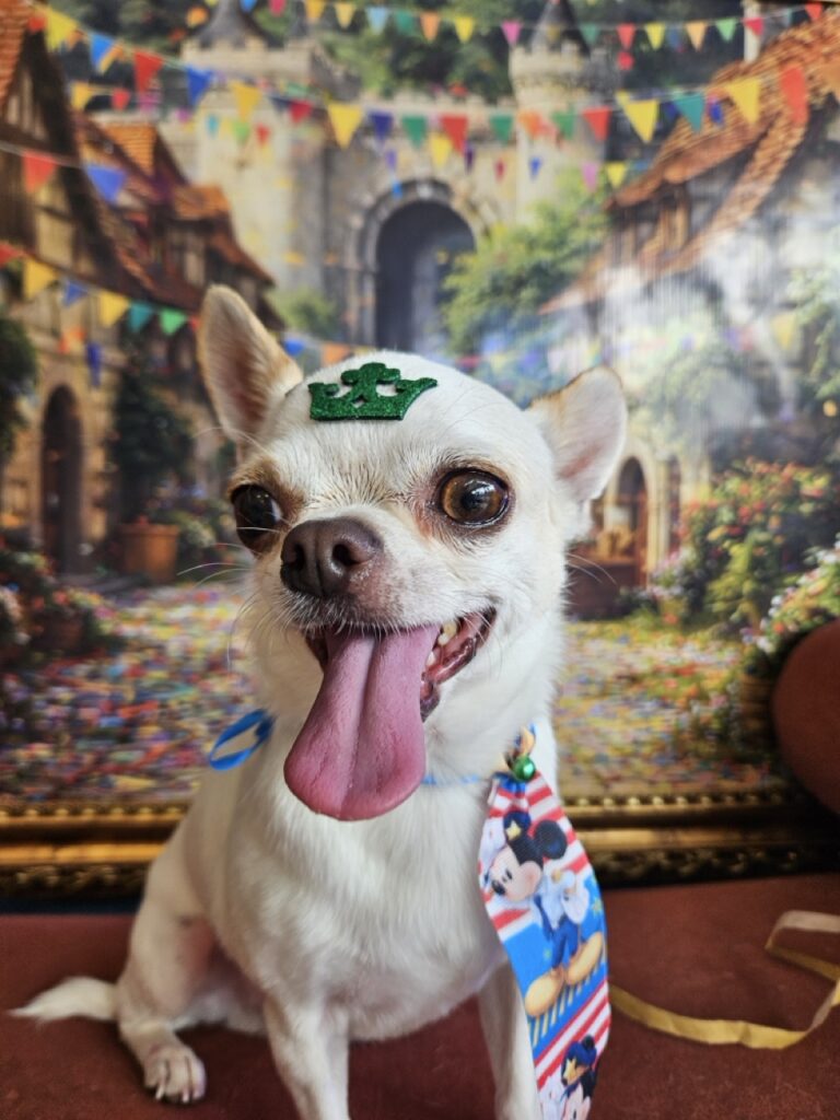 Tedy na Realeza Pets, foto 5