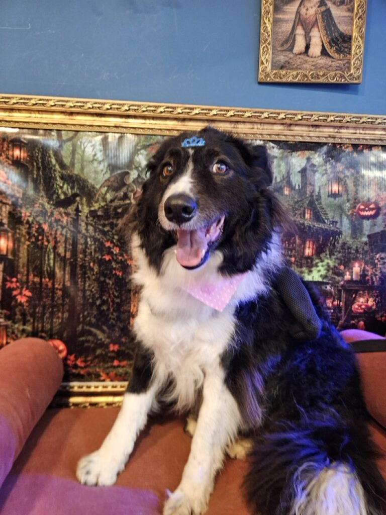 Layka, Border Collie atendido na Realeza Pets