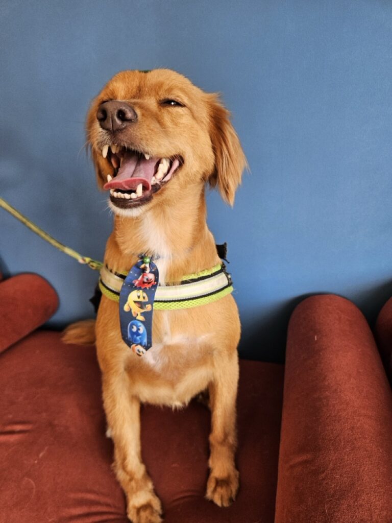 Apollo na Realeza Pets, foto 6