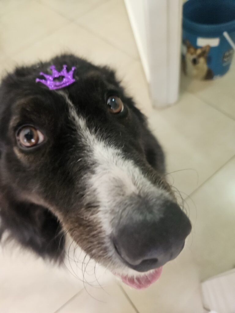 Layka na Realeza Pets, foto 15