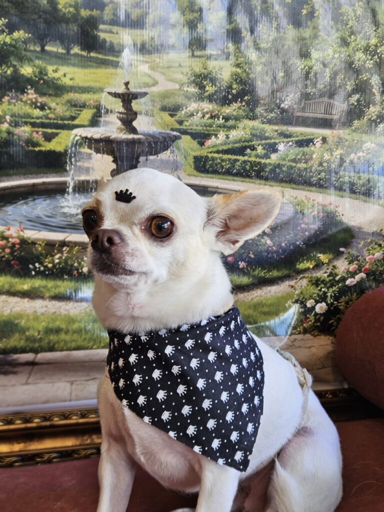 Tedy na Realeza Pets, foto 9