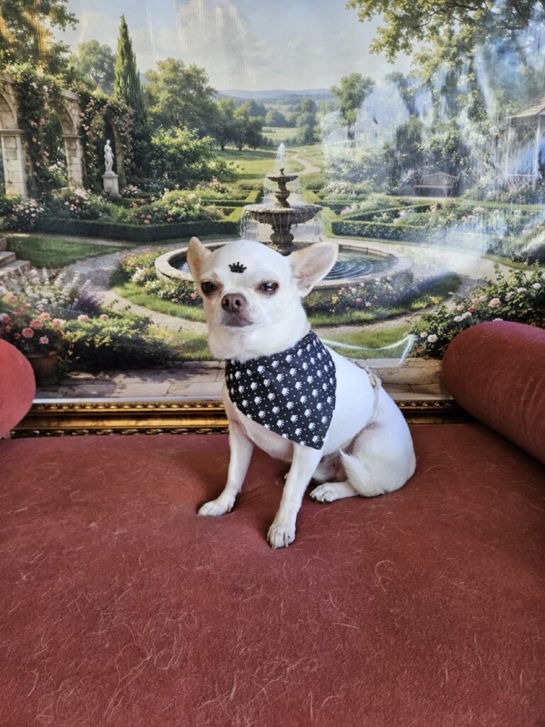 Tedy na Realeza Pets, foto 8