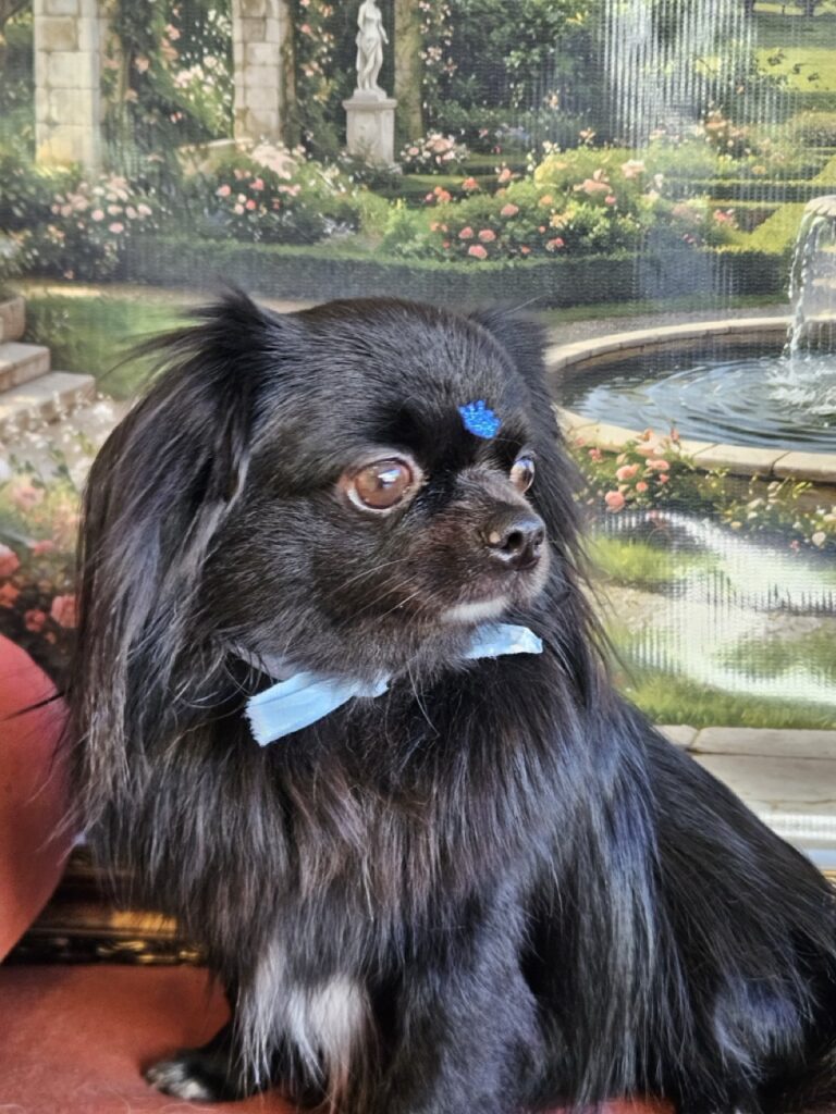 Black na Realeza Pets, foto 11