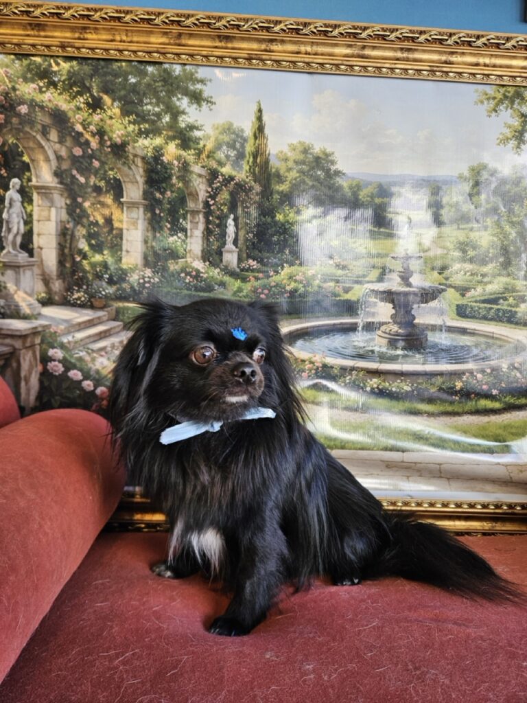 Black na Realeza Pets, foto 12