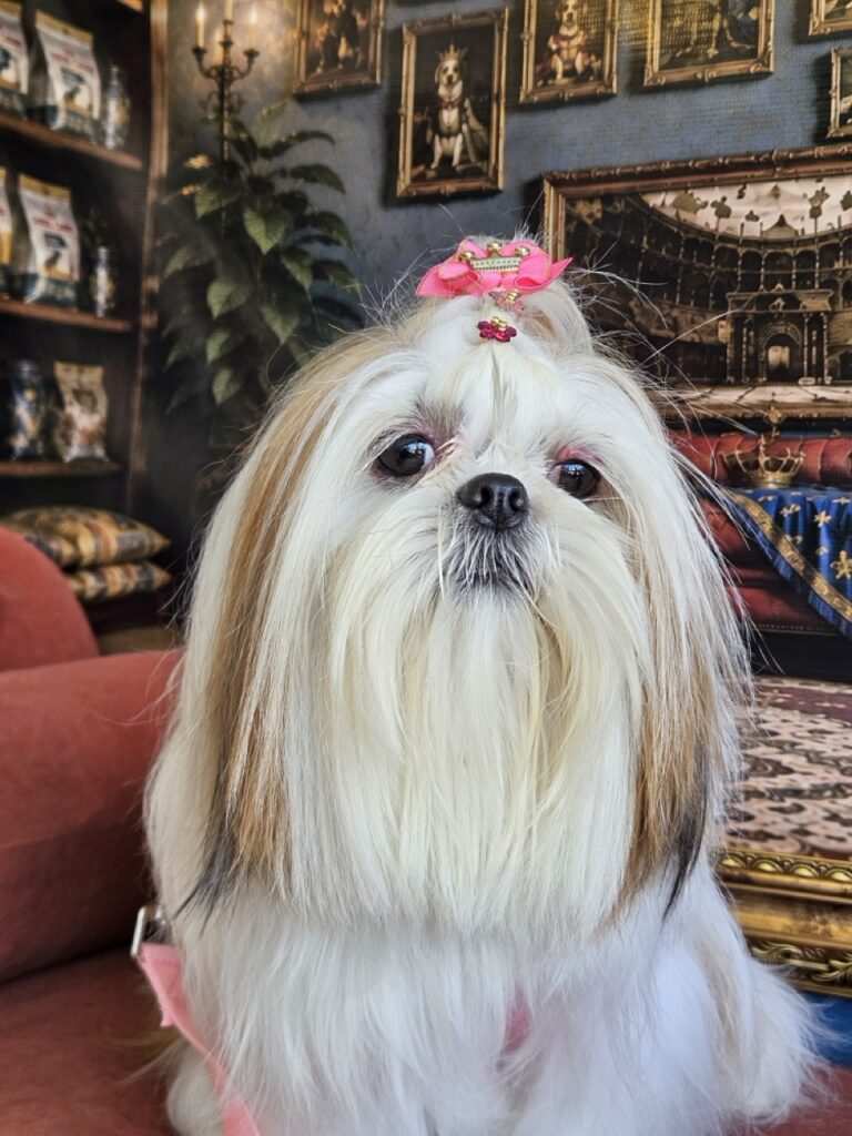 Amora Louise na Realeza Pets, foto 39