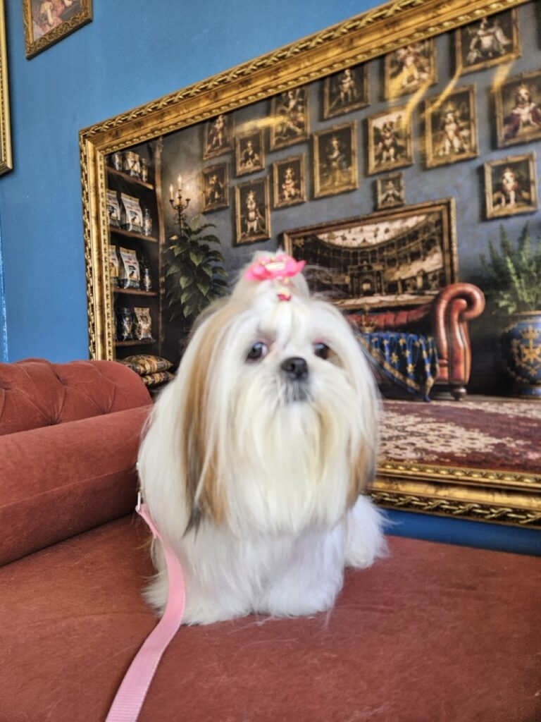 Amora Louise na Realeza Pets, foto 40