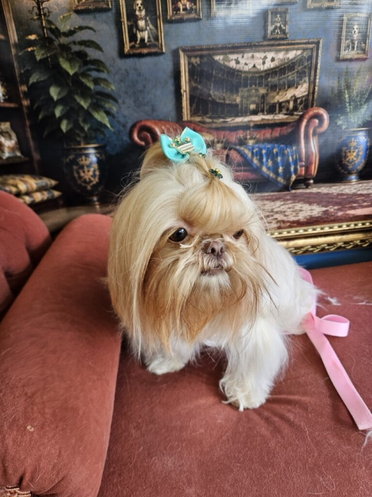 Aurora Catarina na Realeza Pets, foto 36