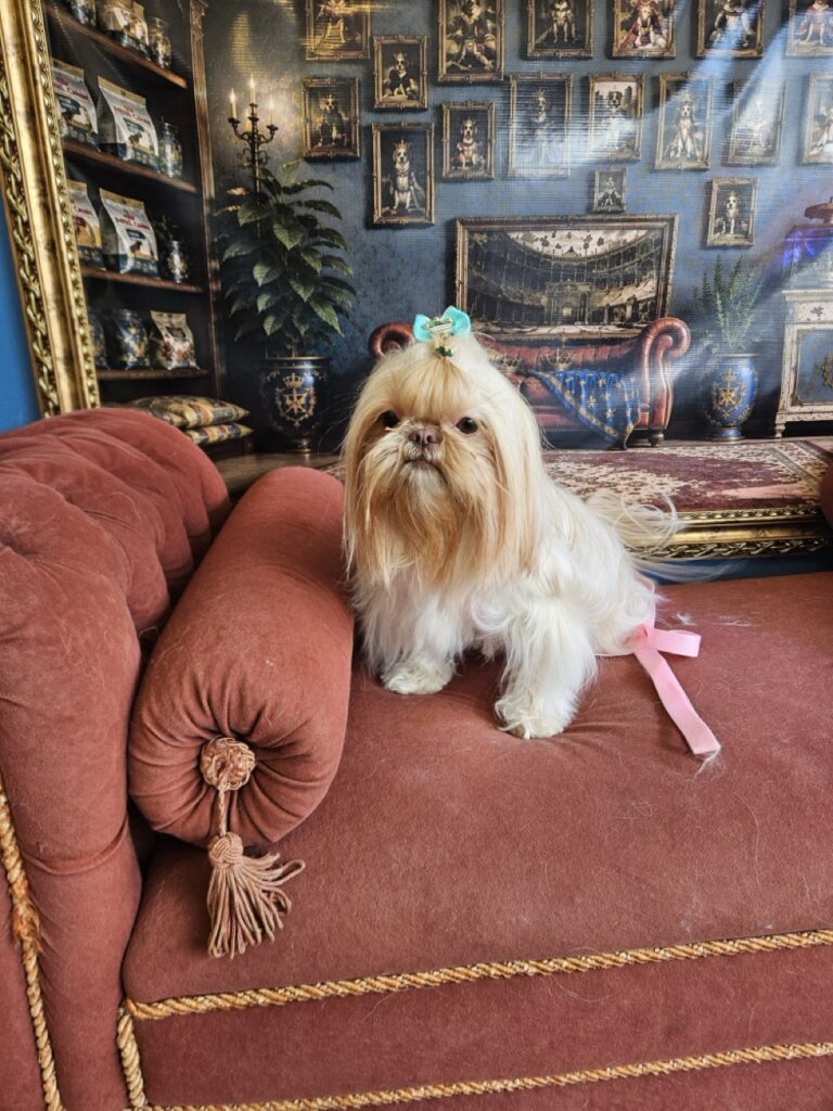 Aurora Catarina na Realeza Pets, foto 37
