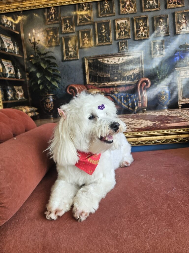 Lua na Realeza Pets, foto 16