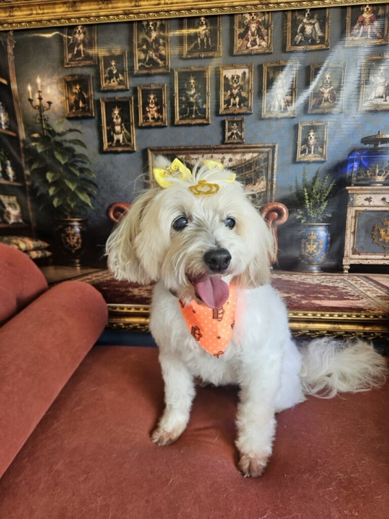 Alice, Poodle atendido na Realeza Pets