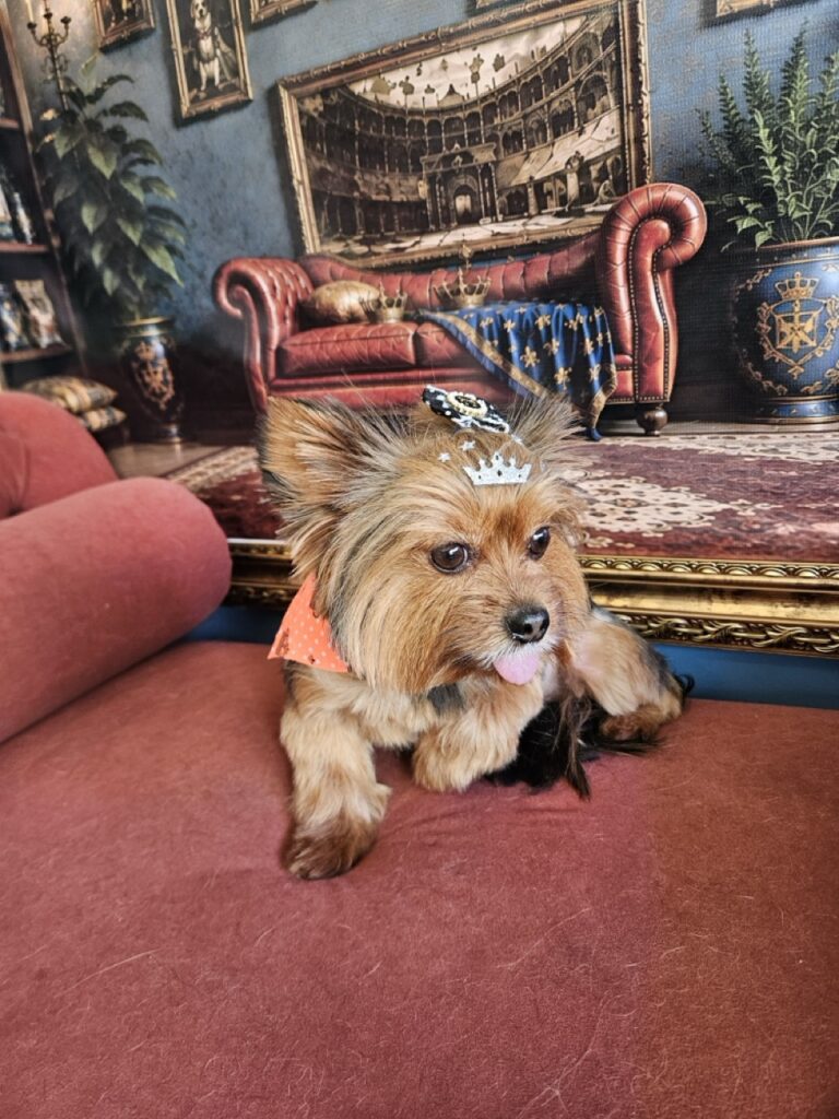 Malu, Yorkshire atendido na Realeza Pets