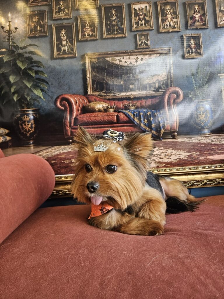 Malu na Realeza Pets, foto 26