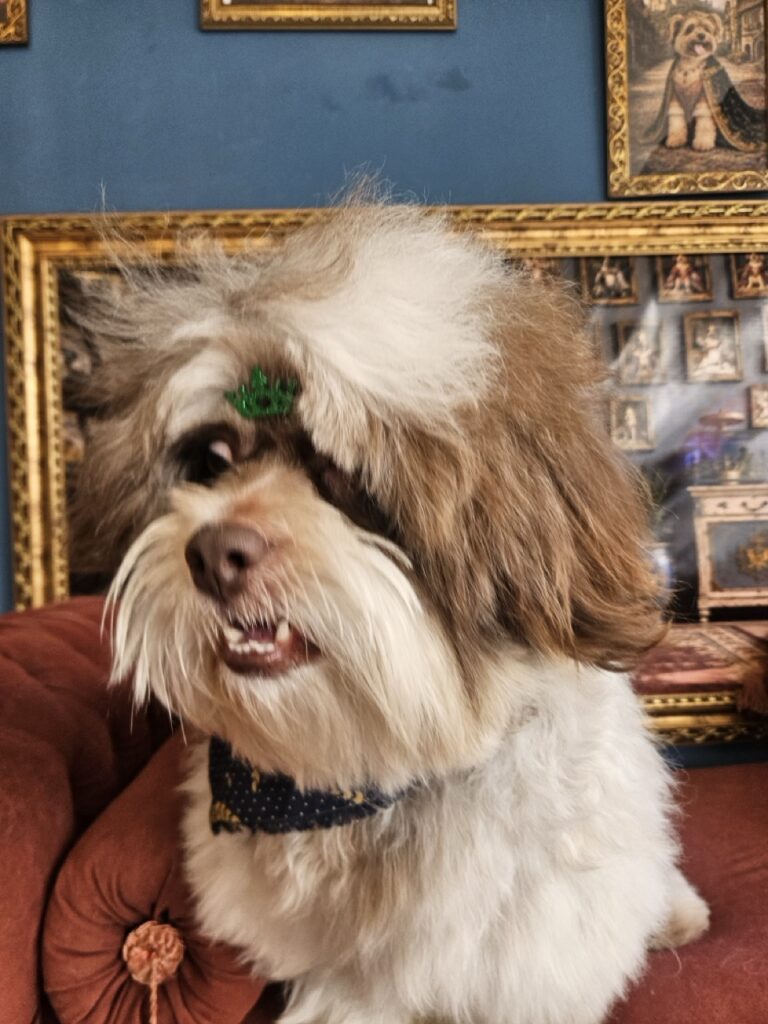 Ted na Realeza Pets, foto 21