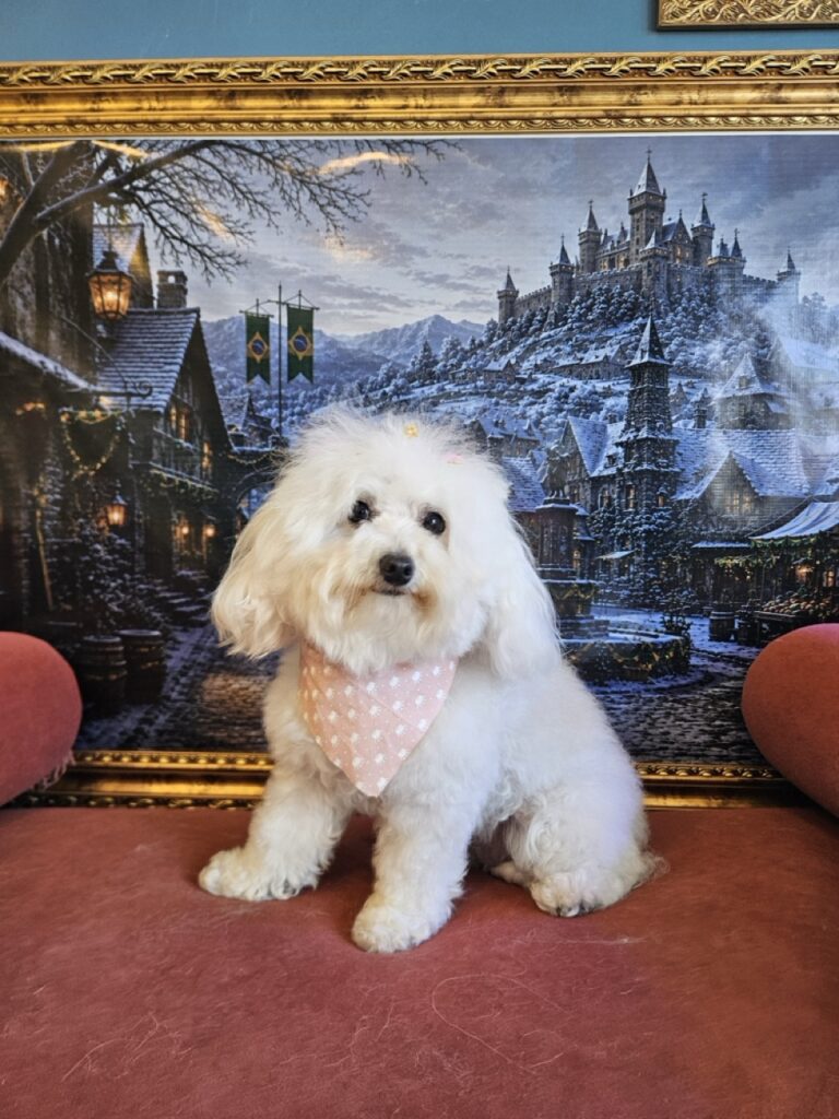 Cristal na Realeza Pets, foto 36