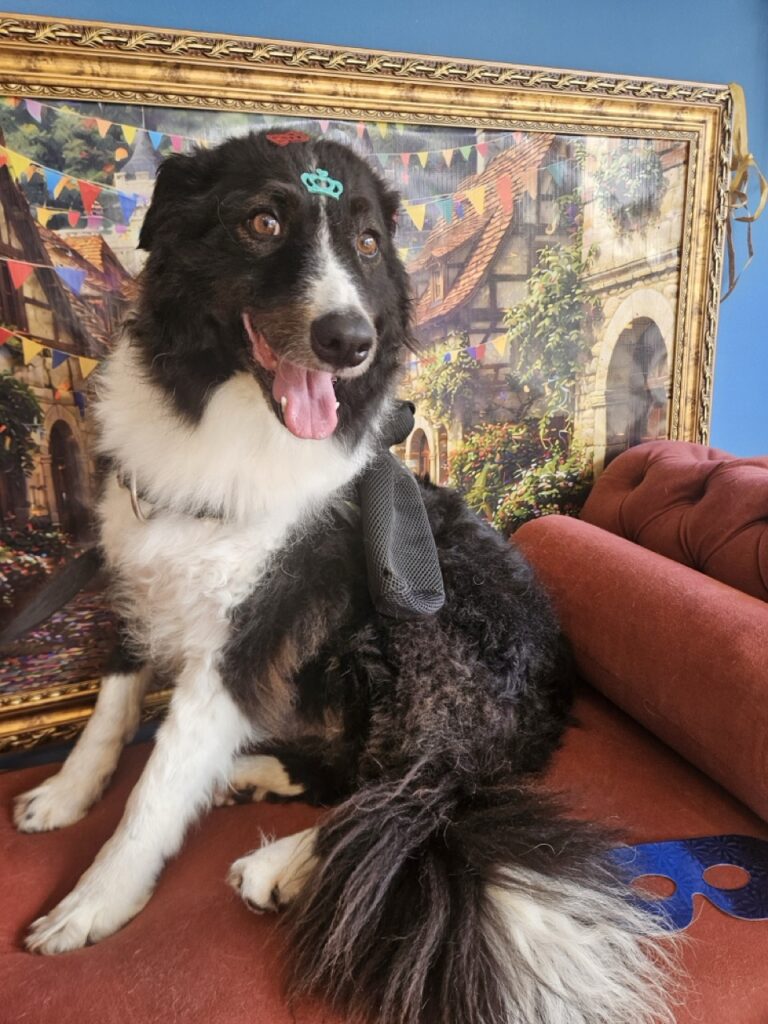 Layka na Realeza Pets, foto 6
