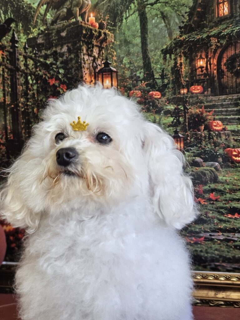 Cristal, Poodle atendido na Realeza Pets